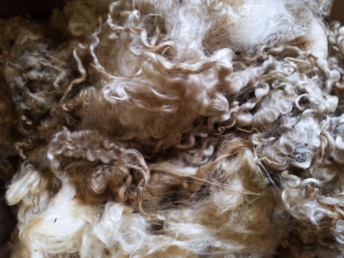Woll-Locken vom Masham-Schaf, ungewaschen
